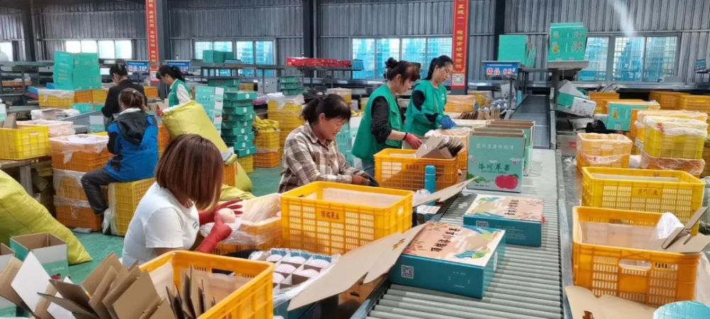 洛川苹果销售迎来&ldquo;黄金档&rdquo; 水果礼盒&ldquo;受热捧&rdquo;~